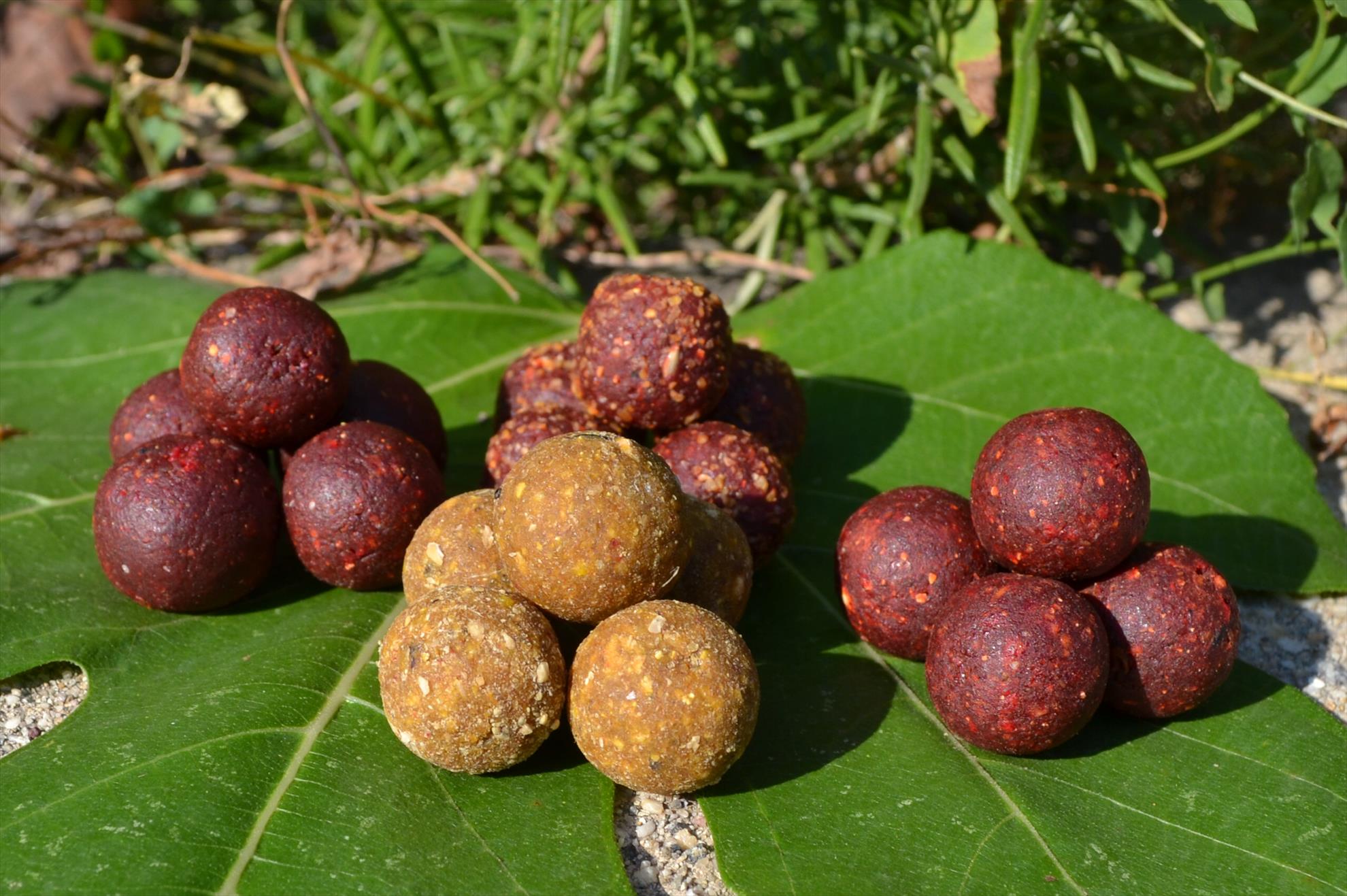 Cips Baits 2015 - csc1697.JPG